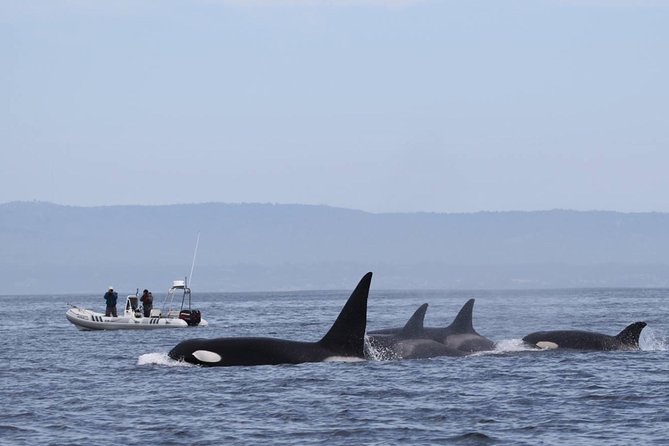 Whale Watching Monterey Bay semi-private limited to 6 people max - Monterey Bay whale watching, but with room to breathe