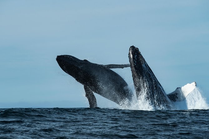Whale Watching Monterey Bay semi-private limited to 6 people max - Stop 2: Monterey Bay National Marine Sanctuary for a protected-water hour