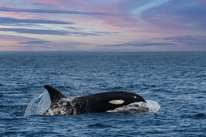 Whale Watching Monterey Bay semi-private limited to 6 people max - Boat comfort and the “speed over the water” reality check