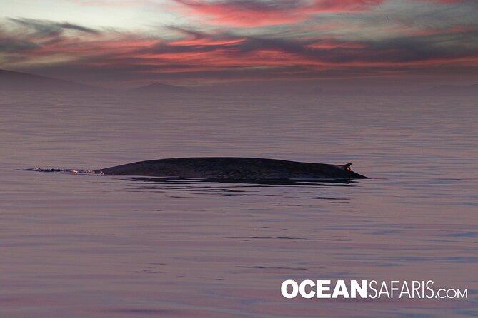 Whale Watching Monterey Bay semi-private limited to 6 people max - Price and value: $199 for a small-group, two-zone day