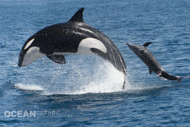 Whale Watching Monterey Bay semi-private limited to 6 people max - Making the most of your wildlife time (without overplanning)