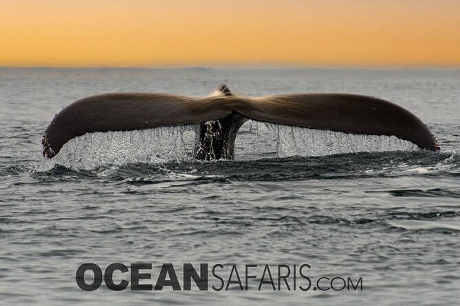 Whale Watching Monterey Bay semi-private limited to 6 people max - Who should book this one, and who should skip it