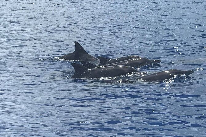 Whale Watching Moorea (non-swimming) - Key highlights if you want whale sightings without the pressure