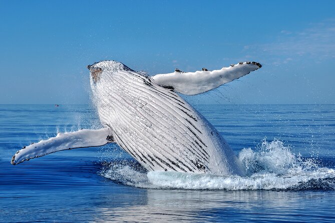 Whale Watching Moorea (non-swimming) - Whale Watching Moorea: what you’re really paying for