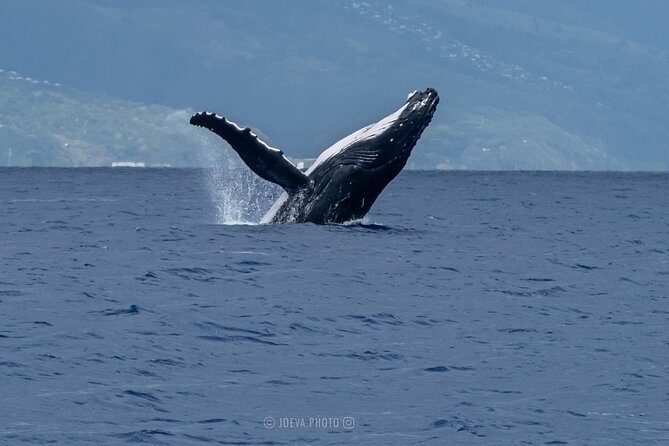 Whale Watching Moorea (non-swimming) - Spotting whales is luck plus good searching