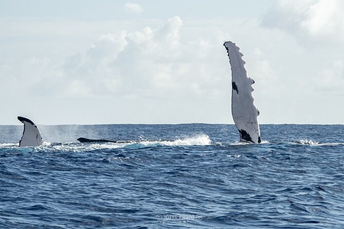 Whale Watching Moorea (non-swimming) - Small boat realities: comfort, motion, and basic facilities