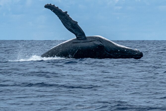 Whale Watching Moorea (non-swimming) - What’s included vs what you must pack