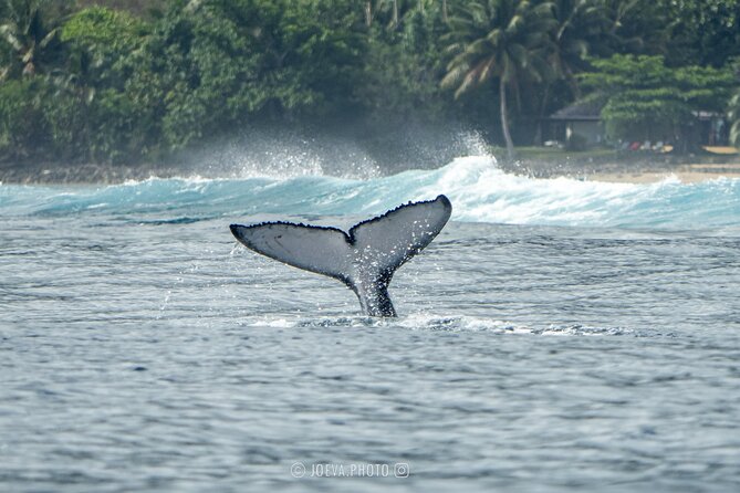 Whale Watching Moorea (non-swimming) - Price and value: is $151.83 worth it?