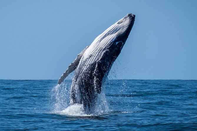 Whale Watching Moorea (non-swimming) - Non-swimming whale viewing: exactly what you do (and what you don’t)