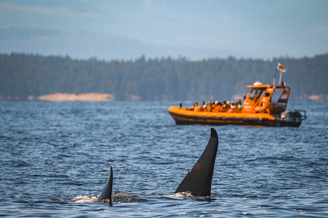 Whale Watching Nanaimo Open Boat Tour - Getting Started in Nanaimo: Check-In Timing and What Happens Next