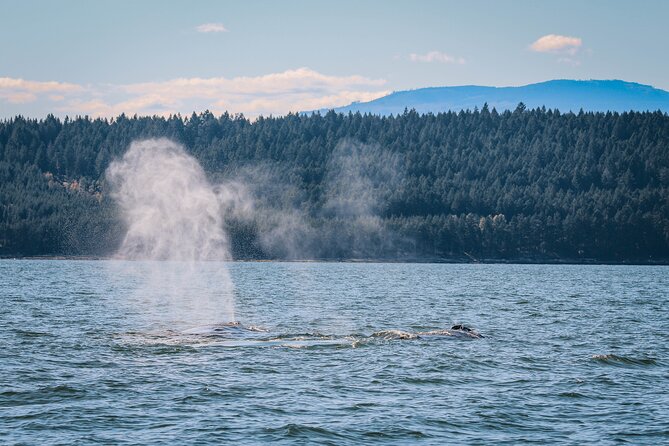 Whale Watching Nanaimo Open Boat Tour - The Open-Boat Part: Suits, Toilets, and Comfort Tips That Matter