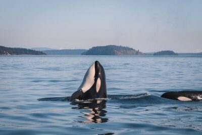 Whale Watching Nanaimo Open Boat Tour - Cruising the Gulf Islands: How the Search Actually Works