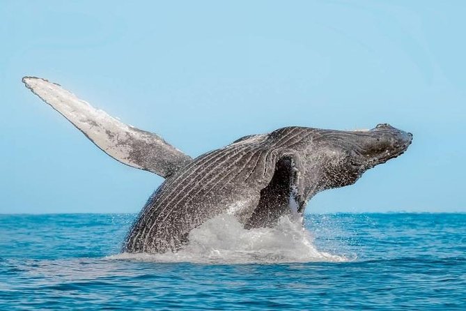 Whale Watching on 2 Level Big Boat with Breakfast and Drinks INCLUDED - Breakfast and Drinks Included: The Value Move That Makes Two Hours Easier