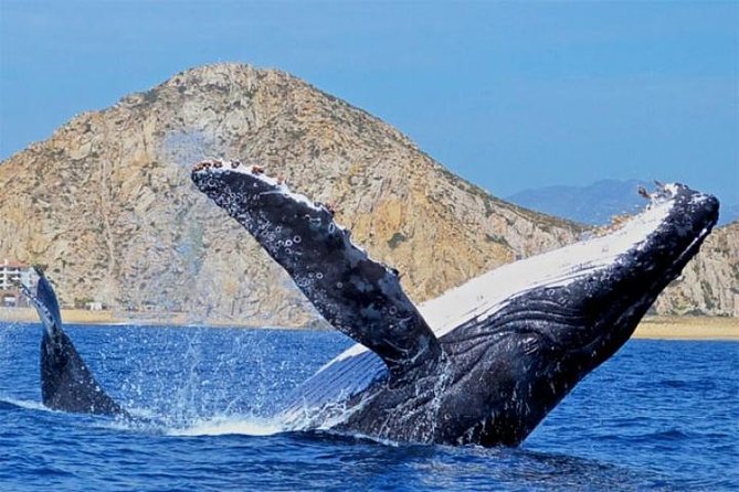 Whale Watching on 2 Level Big Boat with Breakfast and Drinks INCLUDED - How Much Should You Expect to See?