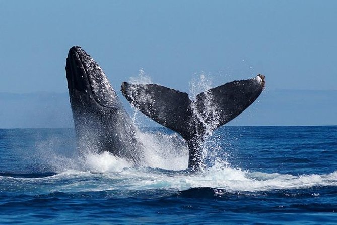 Whale Watching on 2 Level Big Boat with Breakfast and Drinks INCLUDED - First Views: Arch of Cabo San Lucas, Lovers Beach, and Lands End