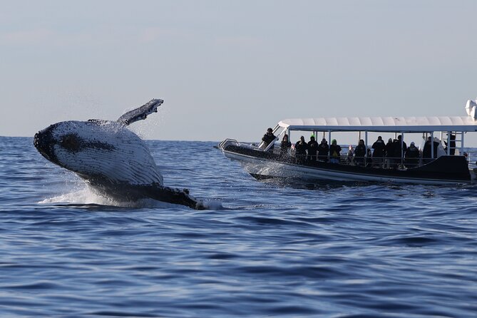 Whale Watching on Speed Boat with canopy from Sydney Harbour - Key things I’d plan for before you go