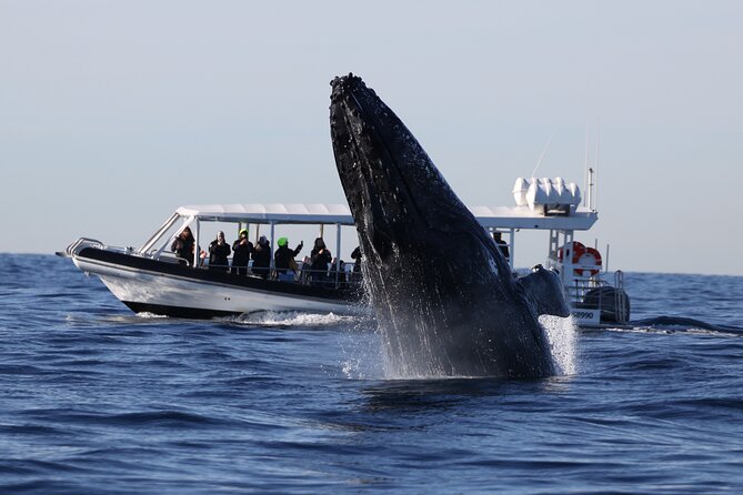Whale Watching on Speed Boat with canopy from Sydney Harbour - Circular Quay start: why this launch point matters