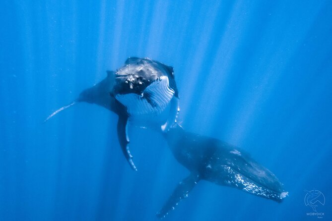 Whale watching on the preserved and quiet coast of Paea (Pk26) - Key points before you go