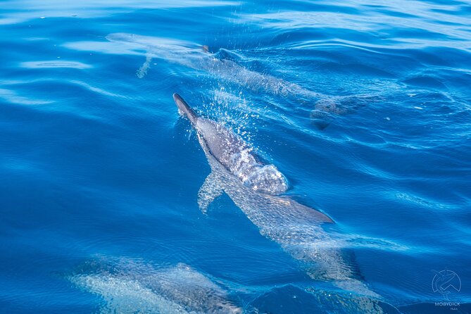 Whale watching on the preserved and quiet coast of Paea (Pk26) - Paea and Papara: why this stretch of coast feels calmer