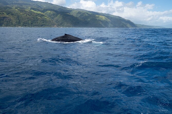 Whale watching on the preserved and quiet coast of Paea (Pk26) - How the 4 hours usually play out: find, listen, approach, decide