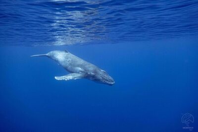 Whale watching on the preserved and quiet coast of Paea (Pk26) - Stenella, group sizes, and the rules for getting in the water