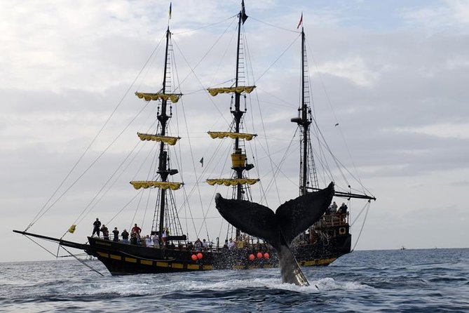 Whale-Watching Pirate Ship Cruise in Los Cabos - Buccaneer Queen pirate ship: the whale-watching twist that keeps it fun