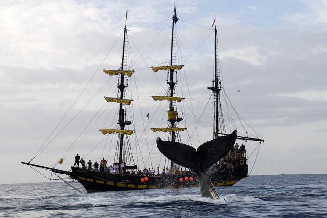 Whale-Watching Pirate Ship Cruise in Los Cabos - Humpback and gray whales: what the onboard guide helps you notice