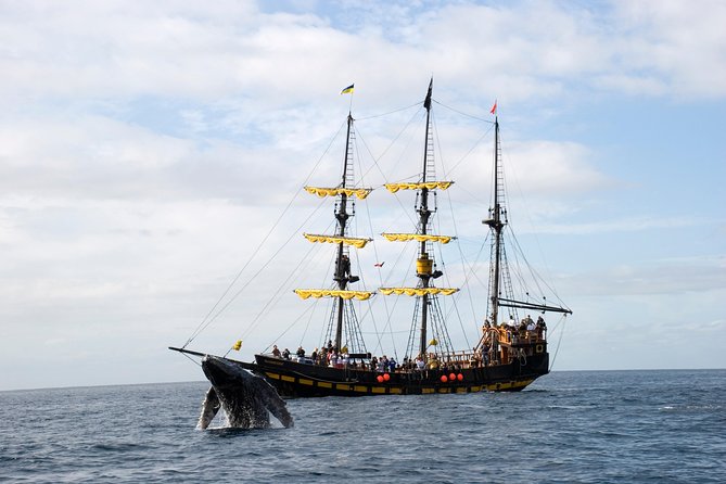 Whale-Watching Pirate Ship Cruise in Los Cabos - Transfers and the marina check-in: avoid the “we missed it” scenario