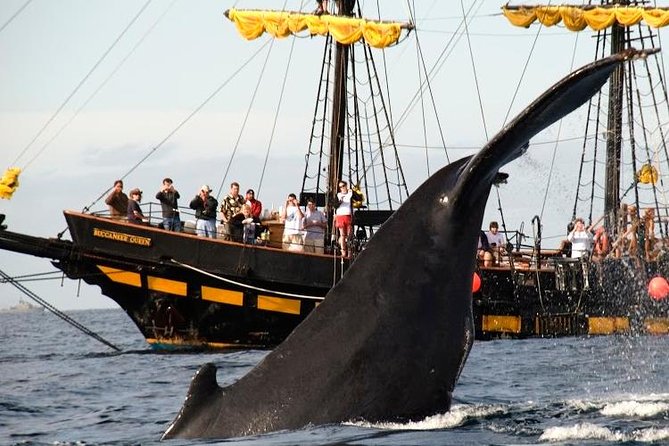 Whale-Watching Pirate Ship Cruise in Los Cabos - What you get for $99: real value math (plus the extra $5 fee)