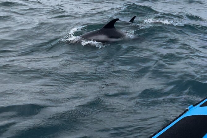Whale Watching - RIB Boat Adventure in Kopavogur, Iceland - Weather, Sea Conditions, and Timing Tips That Actually Help