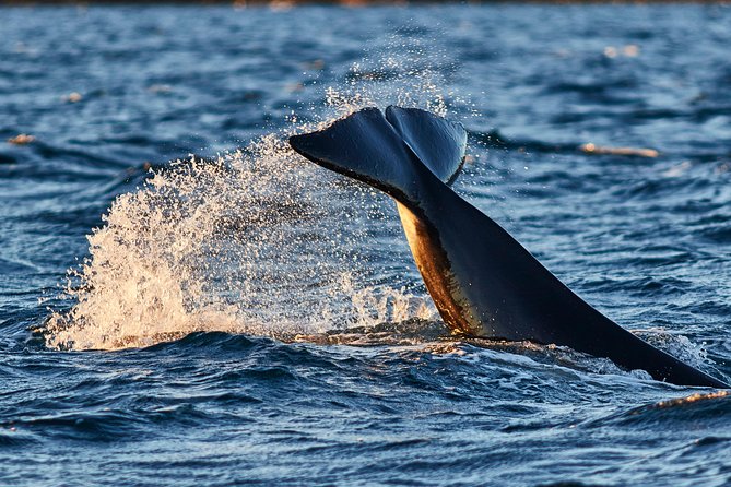 Whale Watching RIB Boat Tour in Skjervoy from Tromso - Orca country starts with a strict 5:20am red-bus pickup