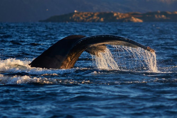 Whale Watching RIB Boat Tour in Skjervoy from Tromso - The RIB ride: adrenaline, spray, and a real whale-search rhythm