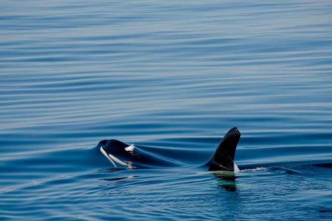 Whale Watching RIB Boat Tour in Skjervoy from Tromso - Orcas, humpbacks, and what those sightings look like