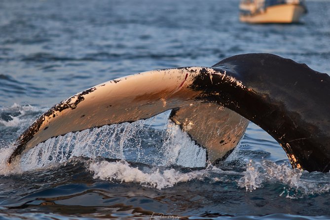 Whale Watching RIB Boat Tour in Skjervoy from Tromso - What to wear: layers aren’t optional, and socks are a big deal