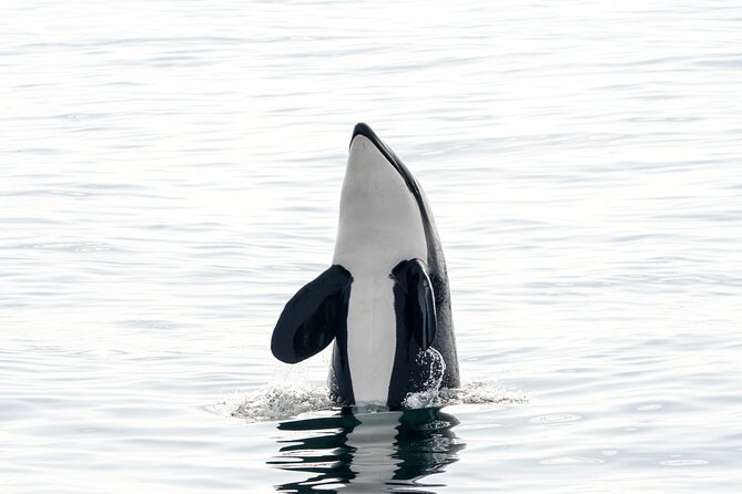 Whale Watching RIB Boat Tour in Skjervoy from Tromso - Price and value: what $365.81 buys you (and what it doesn’t)