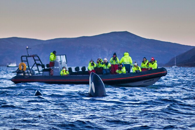 Whale Watching RIB Boat Tour in Skjervoy from Tromso - The 4-hour drive to Skjervøy: why timing is everything
