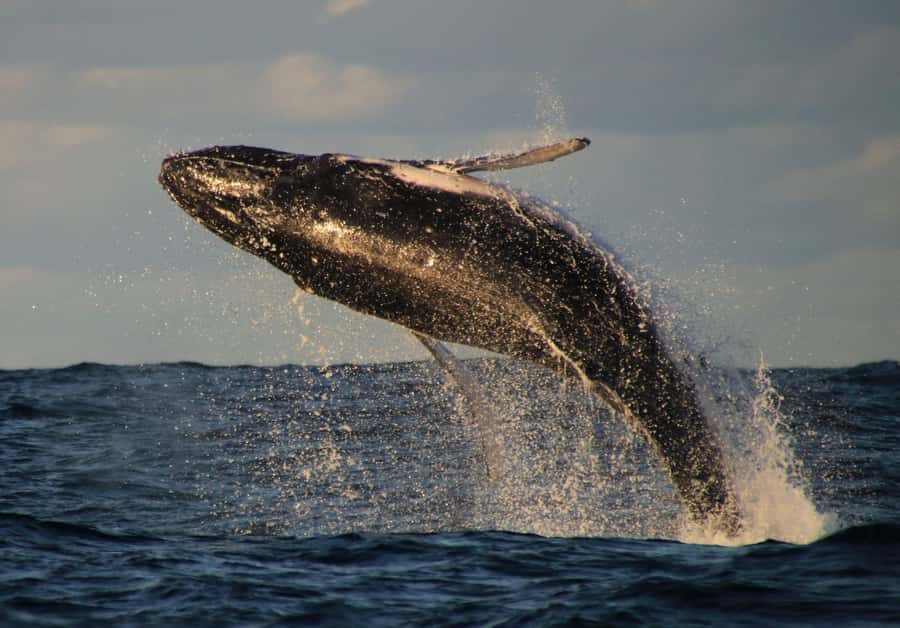 Whale Watching Safari Byron Bay - Quick hits