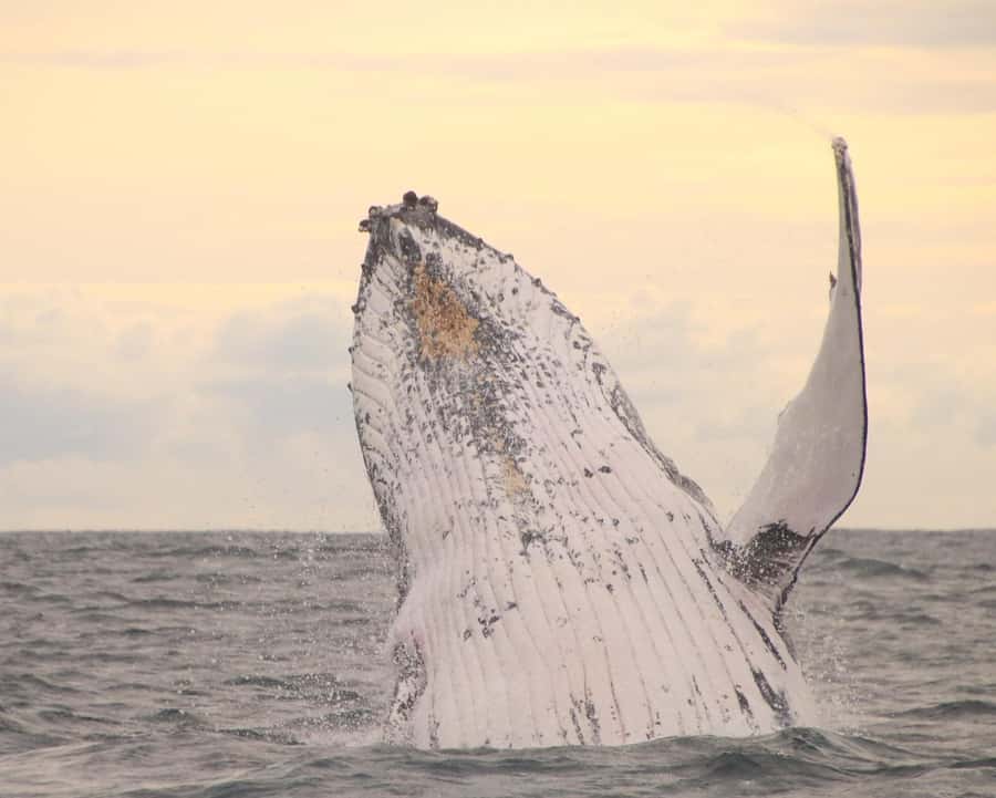 Whale Watching Safari Byron Bay - Why Byron Bay and Brunswick Heads work for winter whales