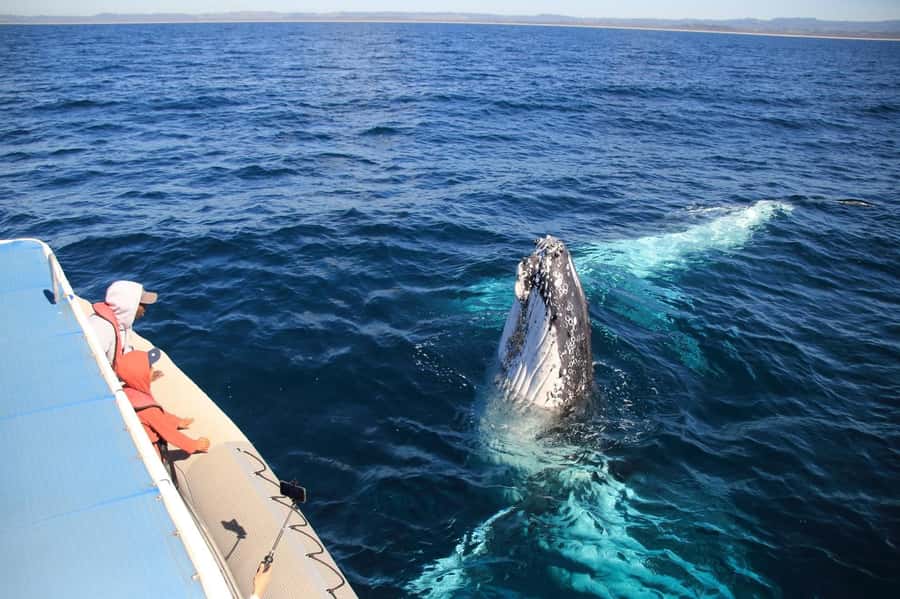 Whale Watching Safari Byron Bay - Marine naturalist guide and hydrophone: hearing whales, not just seeing them