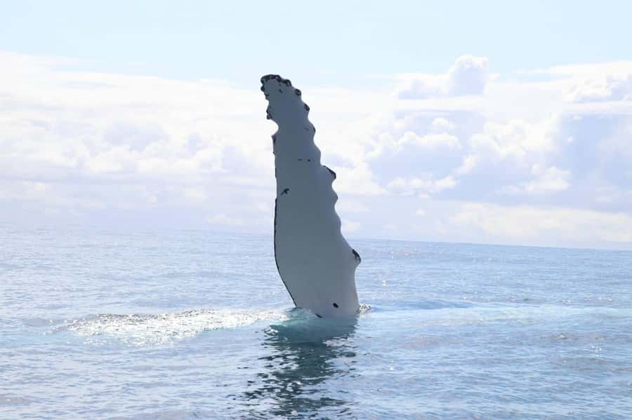 Whale Watching Safari Byron Bay - Entering Apollo 2: comfort, speed, and 360-degree spotting