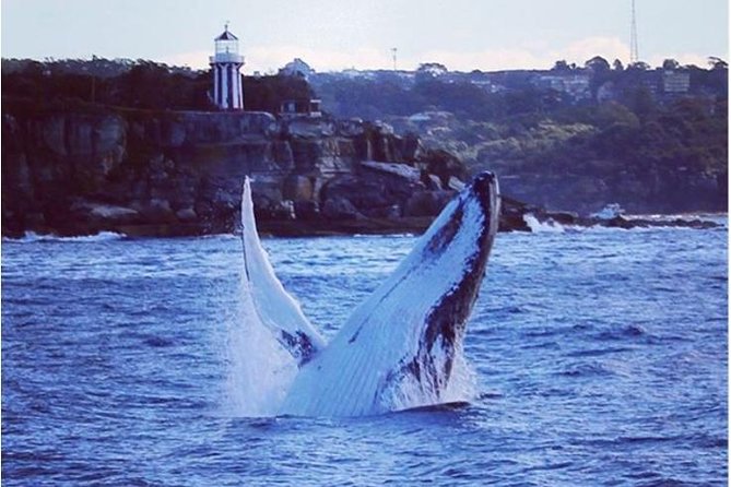 Whale Watching Sailing Experience in Sydney - Port Jackson direction: timing and what you’re really searching for