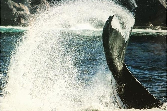 Whale Watching Sailing Experience in Sydney - Small-group on-deck vibe: why the 12-person limit matters