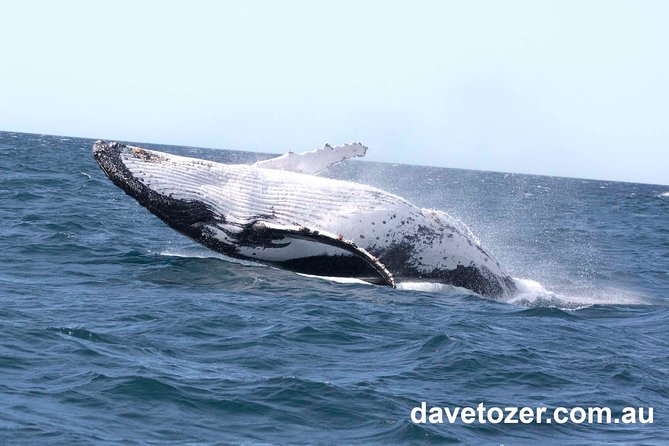 Whale Watching Sailing Experience in Sydney - Price and value: is $71.01 worth it?