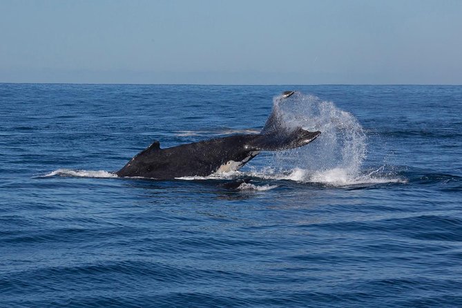 Whale Watching Sailing Experience in Sydney - Practical tips for a smoother whale-sighting sail