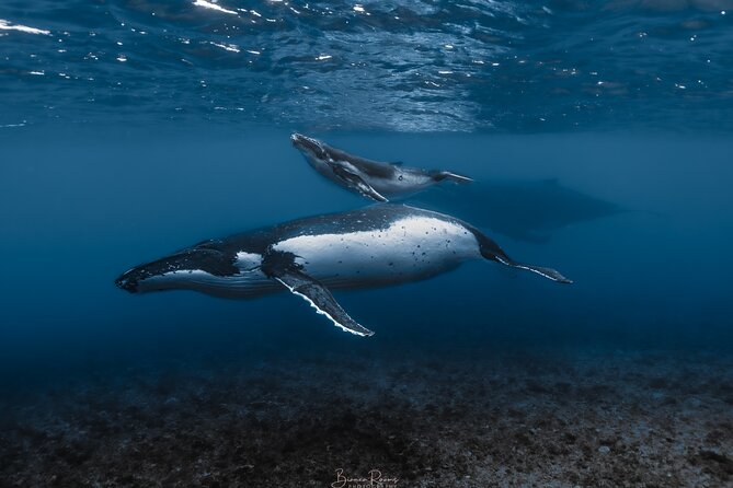 Whale Watching Shared Half Day - Key highlights you’ll feel during the trip