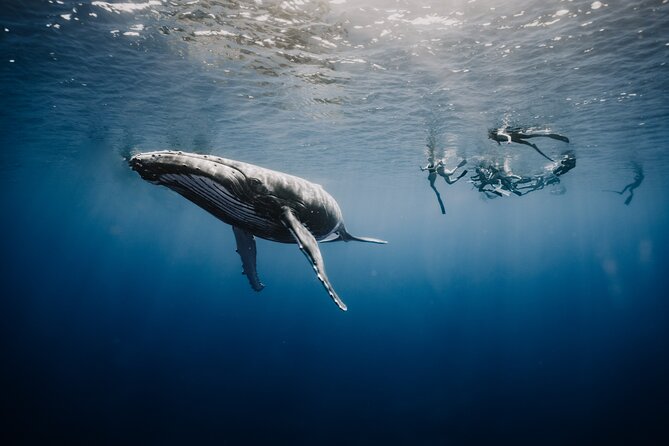 Whale Watching Shared Half Day - Moorea humpback whale watching that focuses on the encounter, not the checklist