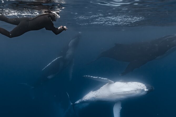 Whale Watching Shared Half Day - Swimming with humpbacks: when yes happens, and when it doesn’t