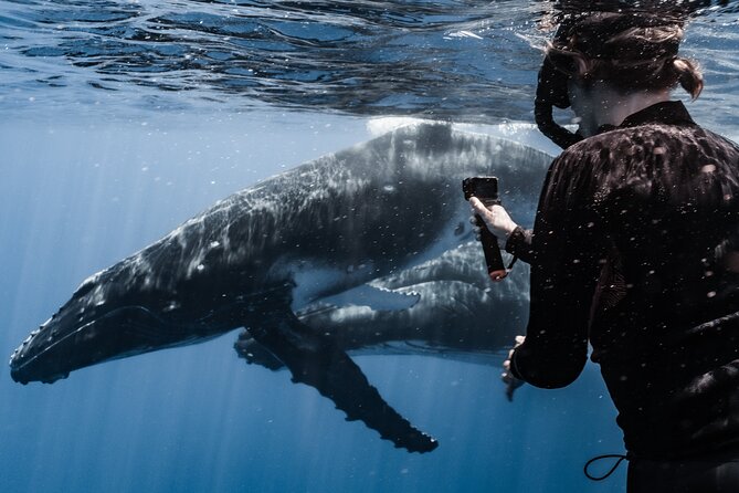 Whale Watching Shared Half Day - Moorea wildlife beyond humpbacks