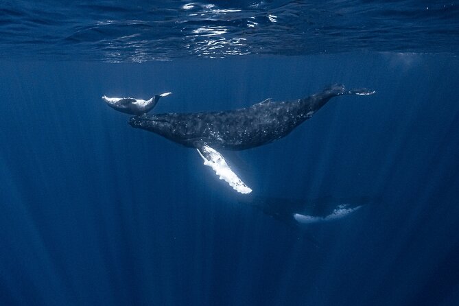 Whale Watching Shared Half Day - Price and value: is $270 worth it in Moorea?