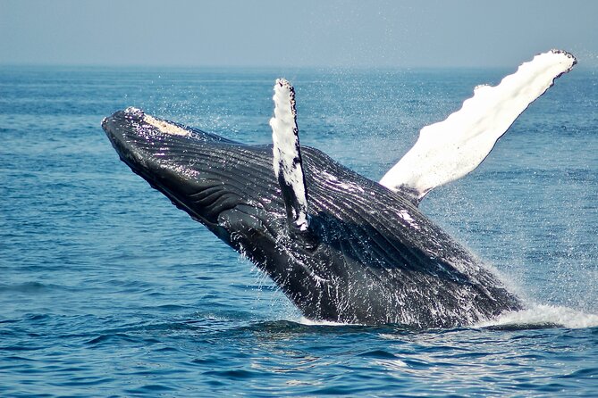 Whale Watching Snorkel Combo - Snorkeling hour at Los Cabos: tropical fish without the “crowd pressure”
